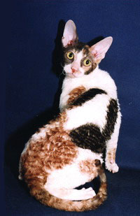 Enlarge photo
